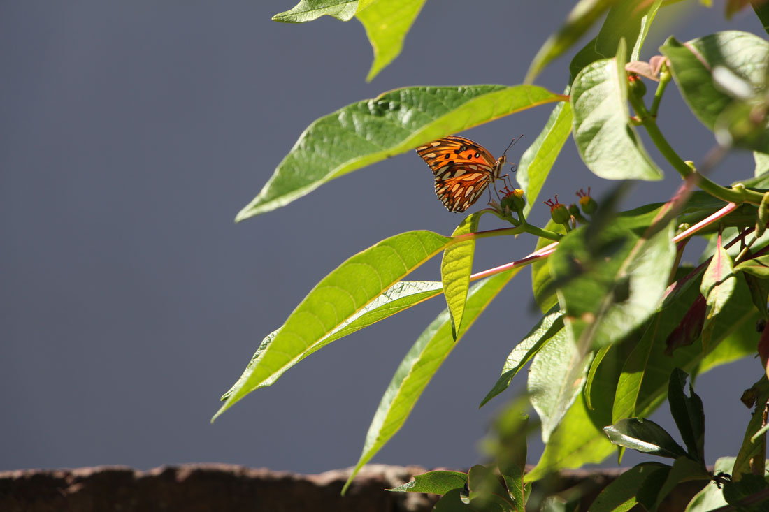 Mariposa Enos Entre Nos Social Info